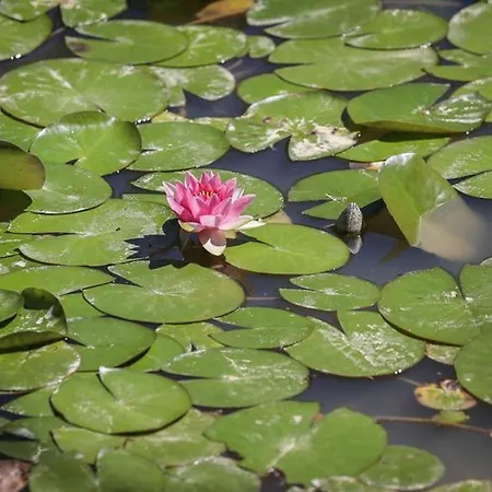 Kemping Mobil-home Pour 7 Avec Terrasse Et Equipements - Api-1-52-492 Les Achards (Vendee)